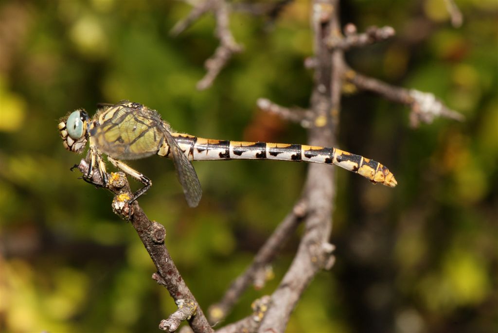 Onychogomphus forcipatus